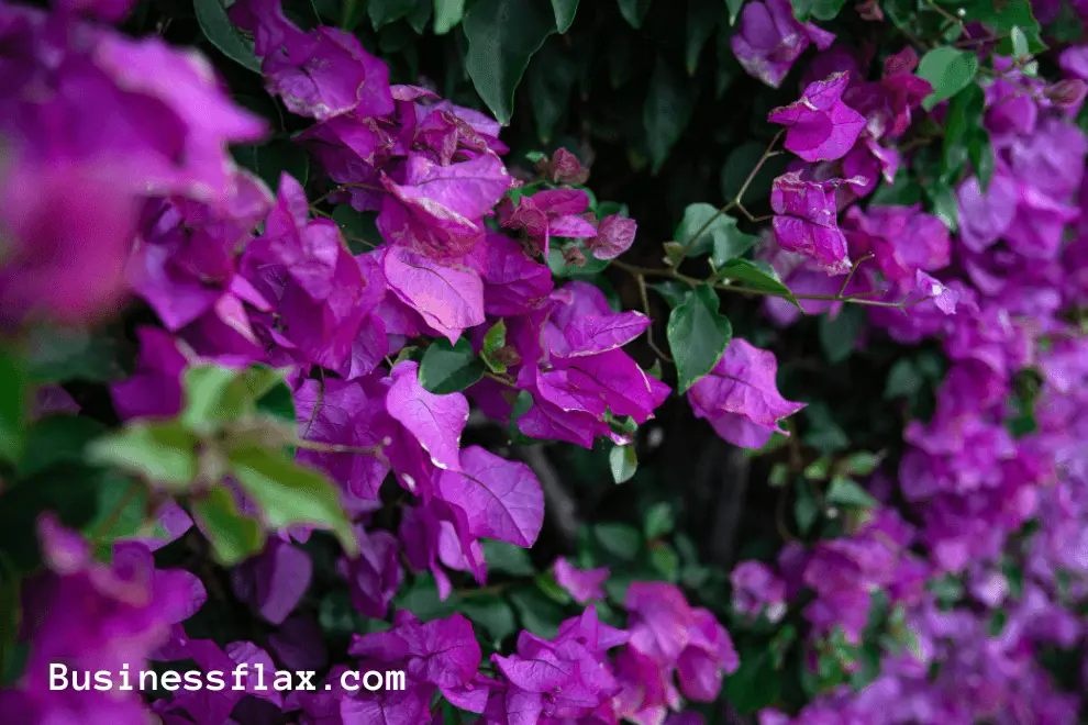 purple flowering bush